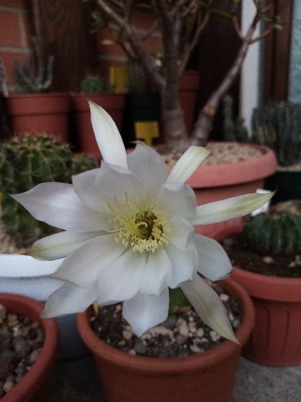 Echinopsis subdenudata.jpg